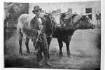 Team of Oxen. Date unknown