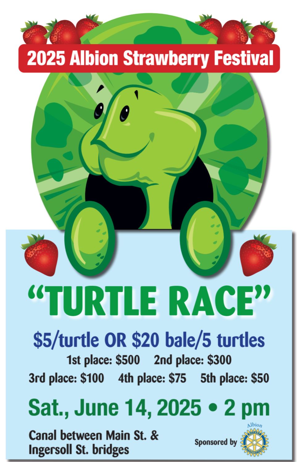 2025 Albion Strawberry Festival: Turtle Race